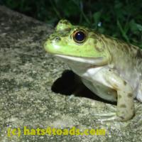 /home//u458753944/public_html/sourcegallery//Frogs/More bullfrogs/P6020062.JPG